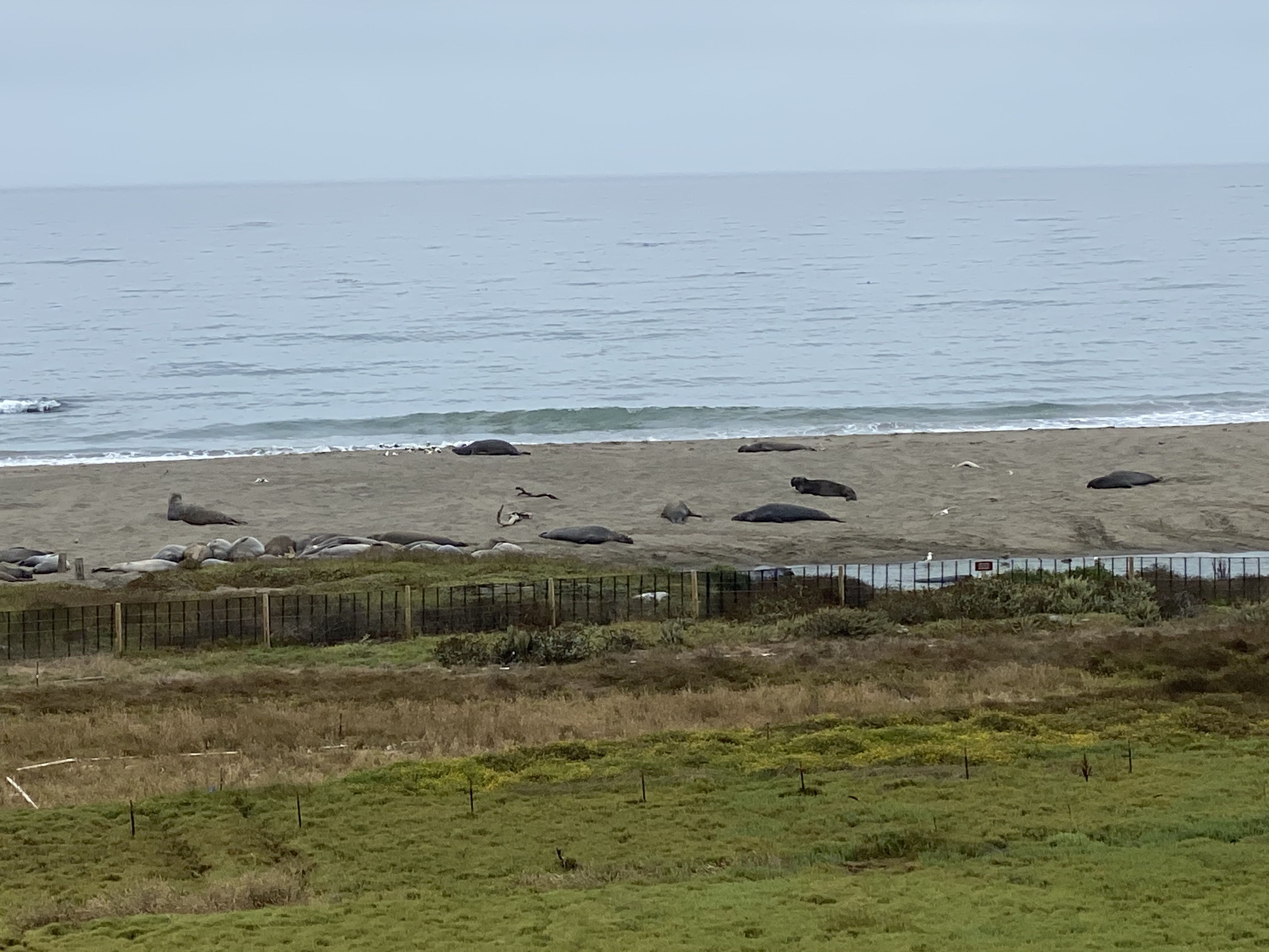 Elephant seals